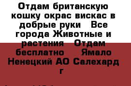 Отдам британскую кошку окрас вискас в добрые руки - Все города Животные и растения » Отдам бесплатно   . Ямало-Ненецкий АО,Салехард г.